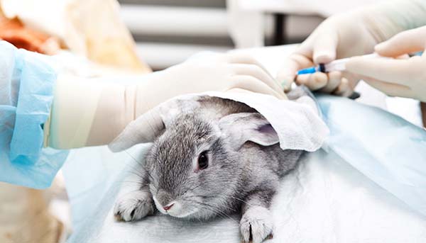 Animal Testing Phase-Out in China (sort of)