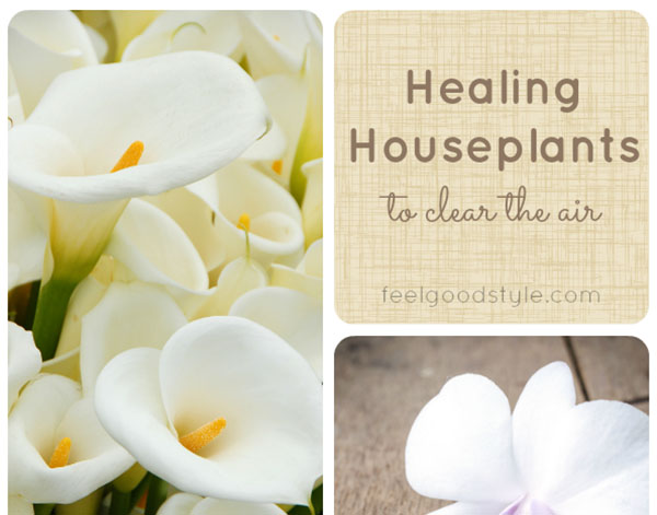 Healing Houseplants to Clean Your Home's Indoor Air