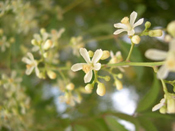 Neem flower, basis for healing and soothing neem oil