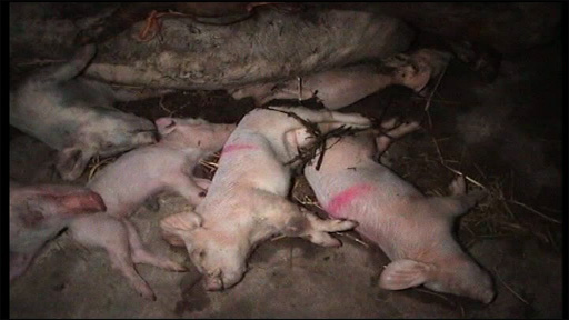 Pig Cruelty