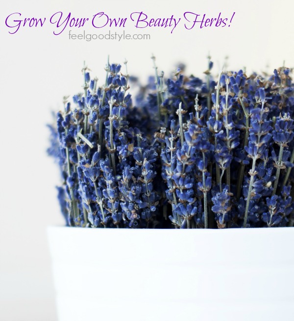 Grow your own beauty herbs!
